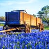 Aesthetic Texas Bluebonnets Paint By Numbers