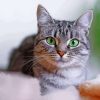 Aesthetic Grey Tabby Cat Paint By Numbers