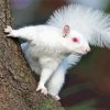 Albino Squirrels With Red Eyes Paint By Numbers