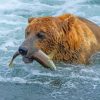 Animal Bear Fishing Paint By Numbers