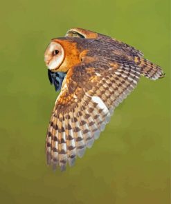 Barn Owl Wings Paint By Numbers