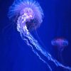 Blue And Purple Jellyfishes Paint By Numbers