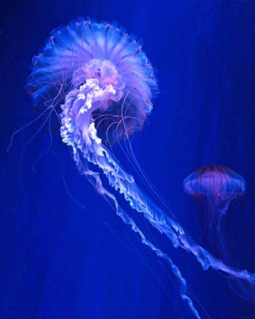 Blue And Purple Jellyfishes Paint By Numbers