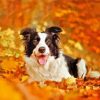 Border Collie In Leaves Paint By Numbers