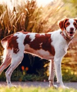 Brittany Spaniel Paint By Numbers