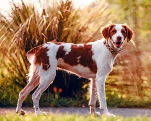 Brittany Spaniel Paint By Numbers