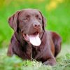 Chocolate Lab Paint By Numbers