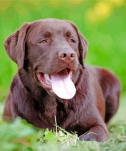 Chocolate Lab Paint By Numbers