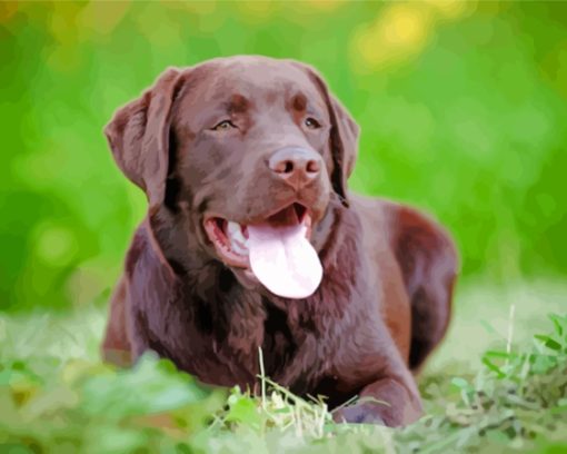 Chocolate Lab Paint By Numbers