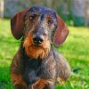 Wire Haired Dachshund Paint By Numbers