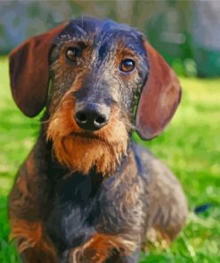 Wire Haired Dachshund Paint By Numbers