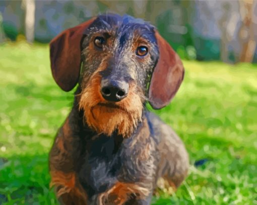 Wire Haired Dachshund Paint By Numbers