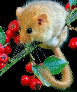 Dormouse Animal Paint By Numbers