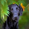 Flat Coated Retriever Pet Dog Paint By Numbers