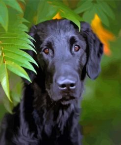 Flat Coated Retriever Pet Dog Paint By Numbers