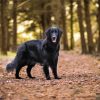 Flat Coated Retriever In The Forest Paint By Numbers