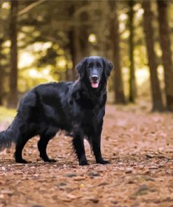 Flat Coated Retriever In The Forest Paint By Numbers