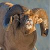 Funny Wild Bighorn Sheep Paint By Numbers