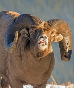 Funny Wild Bighorn Sheep Paint By Numbers