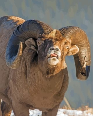 Funny Wild Bighorn Sheep Paint By Numbers