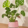 Green Plant In Pink Vase Paint By Numbers