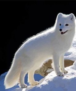 Polar Fox Art Paint By Numbers