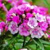 Purple Sweet William Paint By Numbers