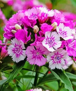 Purple Sweet William Paint By Numbers