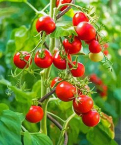 Red Ripe Tomato Plants Paint By Numbers