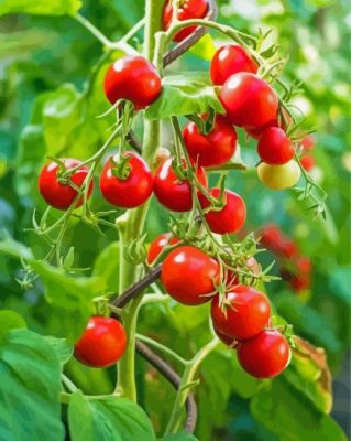 Red Ripe Tomato Plants Paint By Numbers