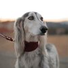 Saluki Pet Dog Paint By Numbers