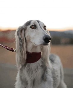 Saluki Pet Dog Paint By Numbers