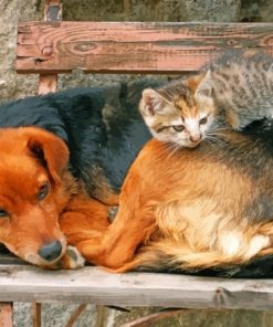 Sleeping Dog And Cat On Bench Paint By Numbers