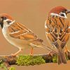 Sparrows In Tree Paint By Numbers