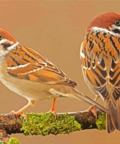 Sparrows In Tree Paint By Numbers