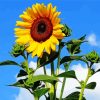 Sunflowers Blue Sky Clouds Paint By Numbers