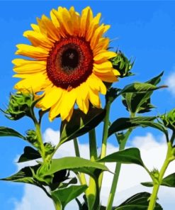 Sunflowers Blue Sky Clouds Paint By Numbers