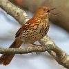 Brown Thrasher Bird Paint By Numbers