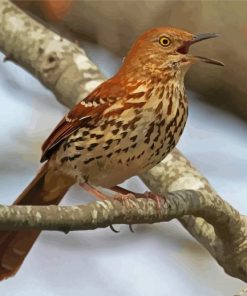 Brown Thrasher Bird Paint By Numbers