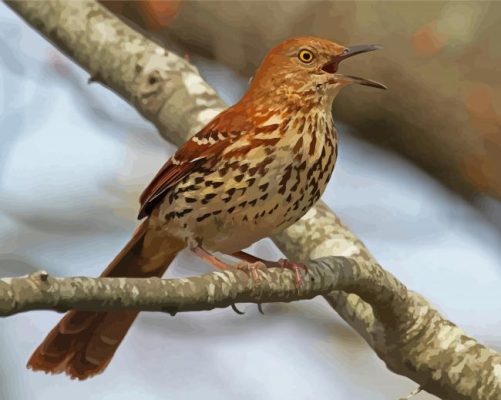 Brown Thrasher Bird Paint By Numbers