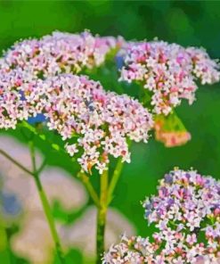 Valerian Plant Paint By Numbers