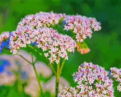 Valerian Plant Paint By Numbers