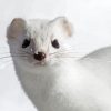 White Ermine Animal Paint By Numbers