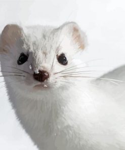 White Ermine Animal Paint By Numbers