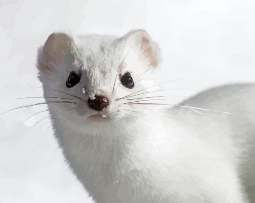 White Ermine Animal Paint By Numbers