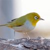 Aesthetic Silvereye Bird Paint By Numbers