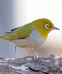 Aesthetic Silvereye Bird Paint By Numbers