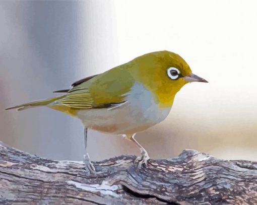 Aesthetic Silvereye Bird Paint By Numbers