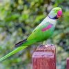 Alexandrine Parakeet Bird Paint By Numbers