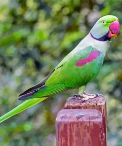 Alexandrine Parakeet Bird Paint By Numbers